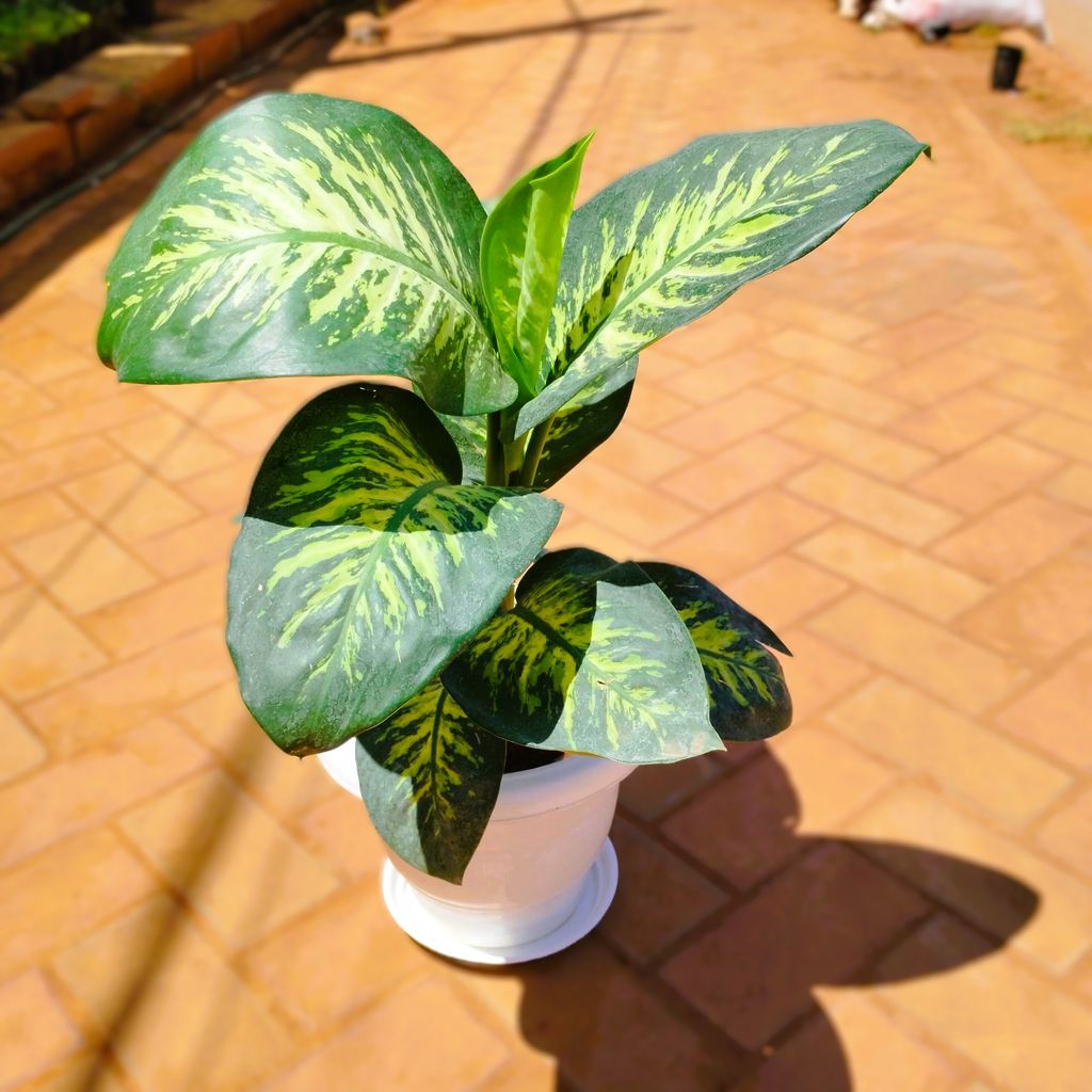 Dieffenbachia Seguine Large in 8 Inch Classy White Plastic Pot with Tray Dieffenbachia Seguine Large in 8 Inch Classy White Plastic Pot with Tray