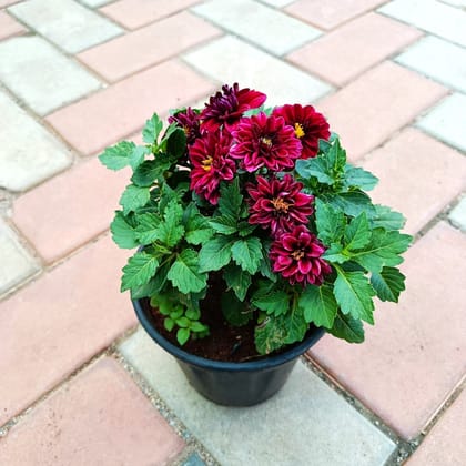 Dahlia All Season (any colour) in 6 Inch Nursery Pot