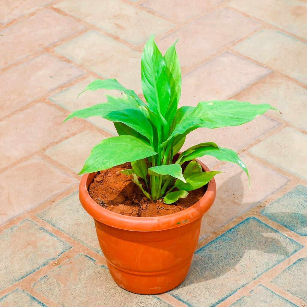 Peace Lily in 7 Inch Classy Red Plastic Pot Peace Lily in 7 Inch Classy Red Plastic Pot