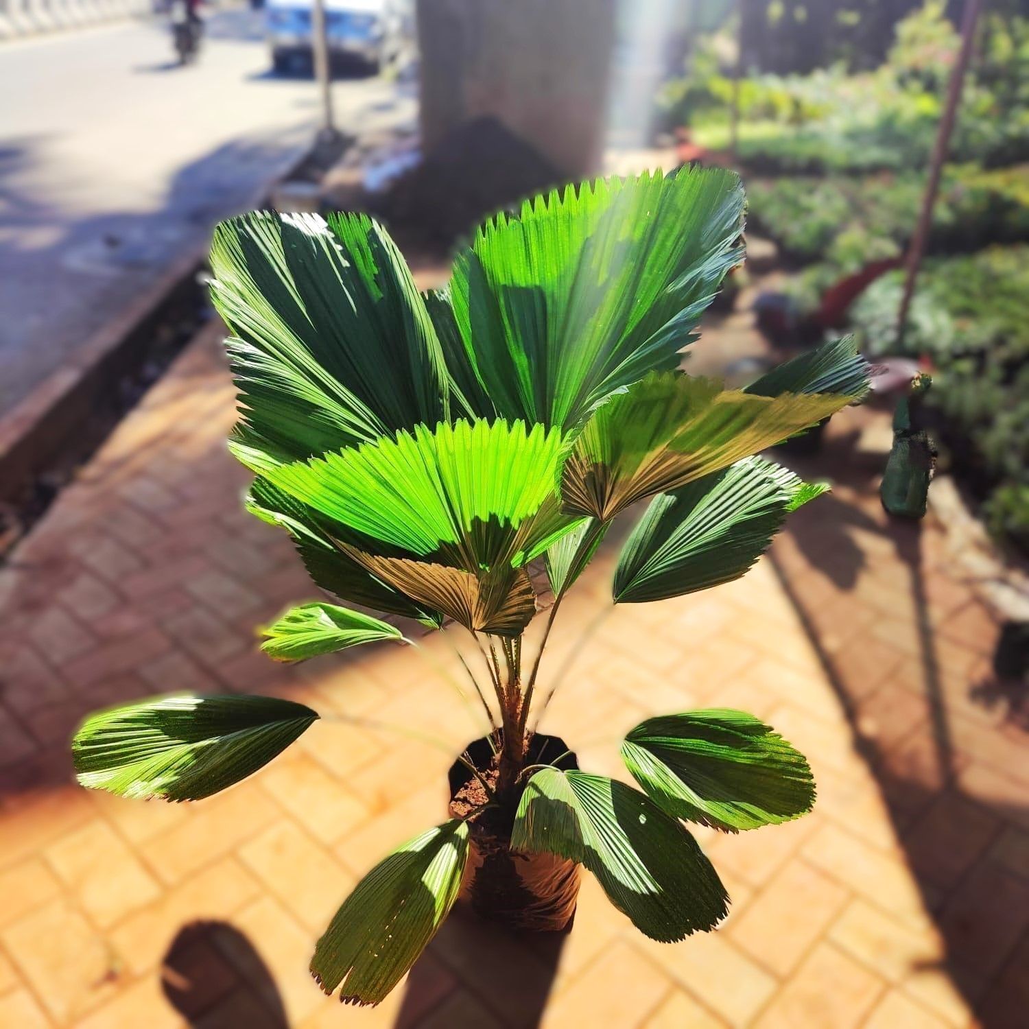 Fan Palm in 12 Inch Nursery Bag