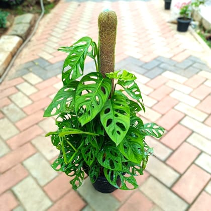 Monstera Broken Heart / Adansonii with 3 ft Moss Stick in 10 Inch Nursery Pot