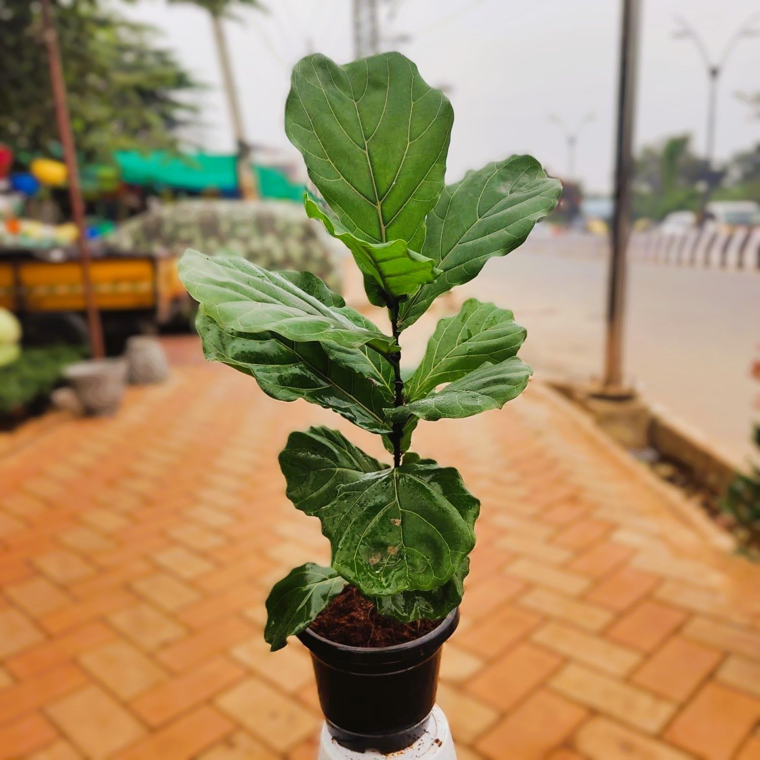 Fiddle Leaf Fig / Ficus Lyrata Wide Leaves (~ 3 ft) in 10 Inch Nursery Pot
