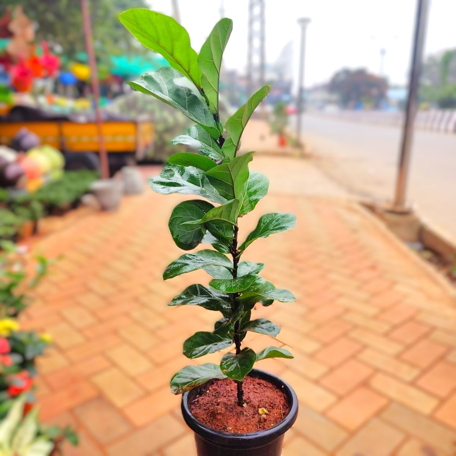 Fiddle Leaf Fig / Ficus Lyrata (~ 2 Ft) in 10 Inch Nursery Pot