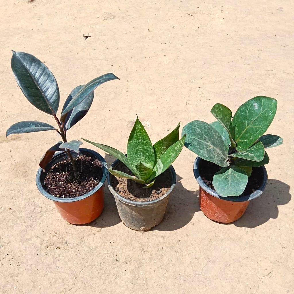 Indoor Plants Combo - Set of 3 - Rubber, Snake & Fiddle Leaf in 3 Inch Nursery Pot