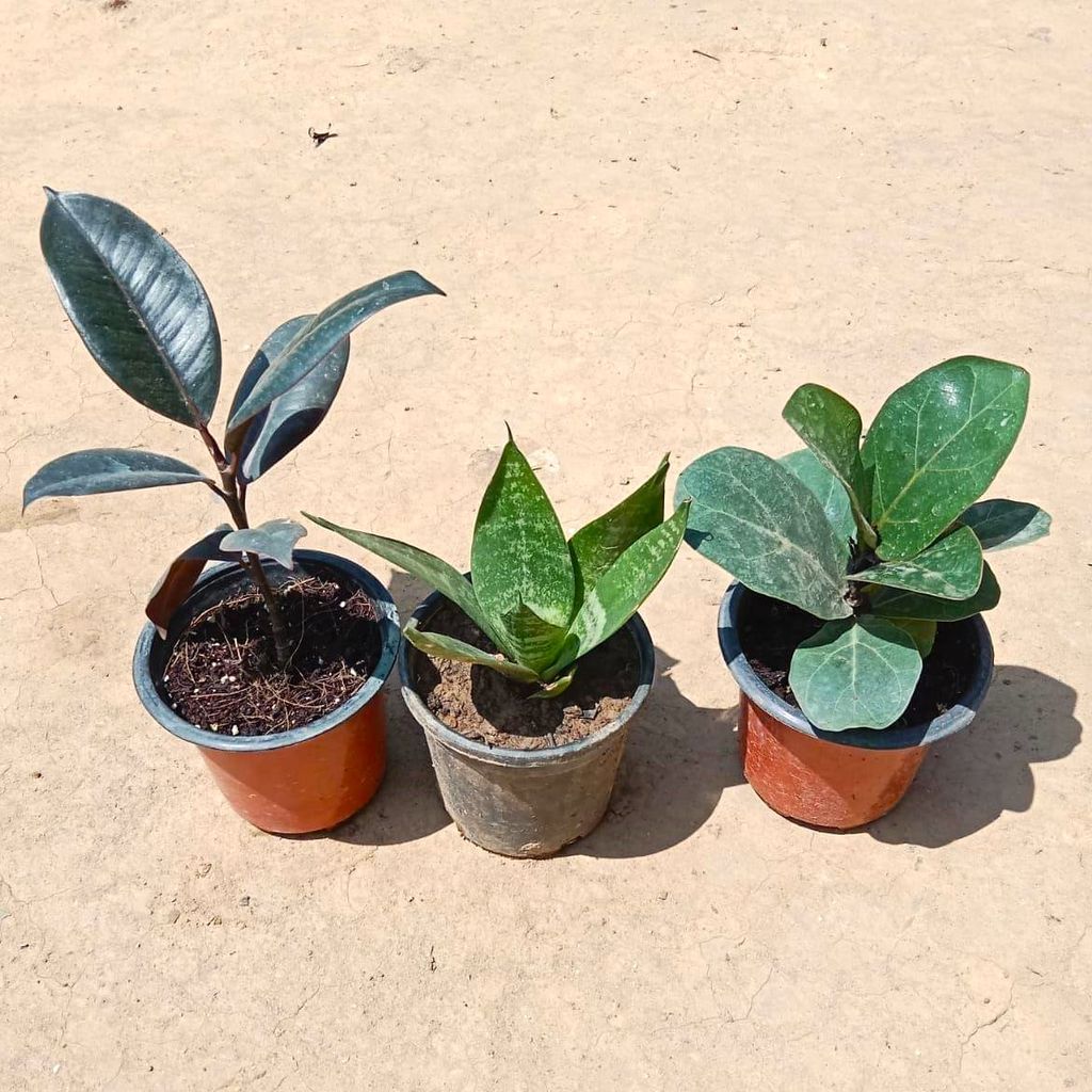 Indoor Plants Combo - Set of 3 - Rubber, Snake & Fiddle Leaf in 3 Inch Nursery Pot Indoor Plants Combo - Set of 3 - Rubber, Snake & Fiddle Leaf in 3 Inch Nursery Pot