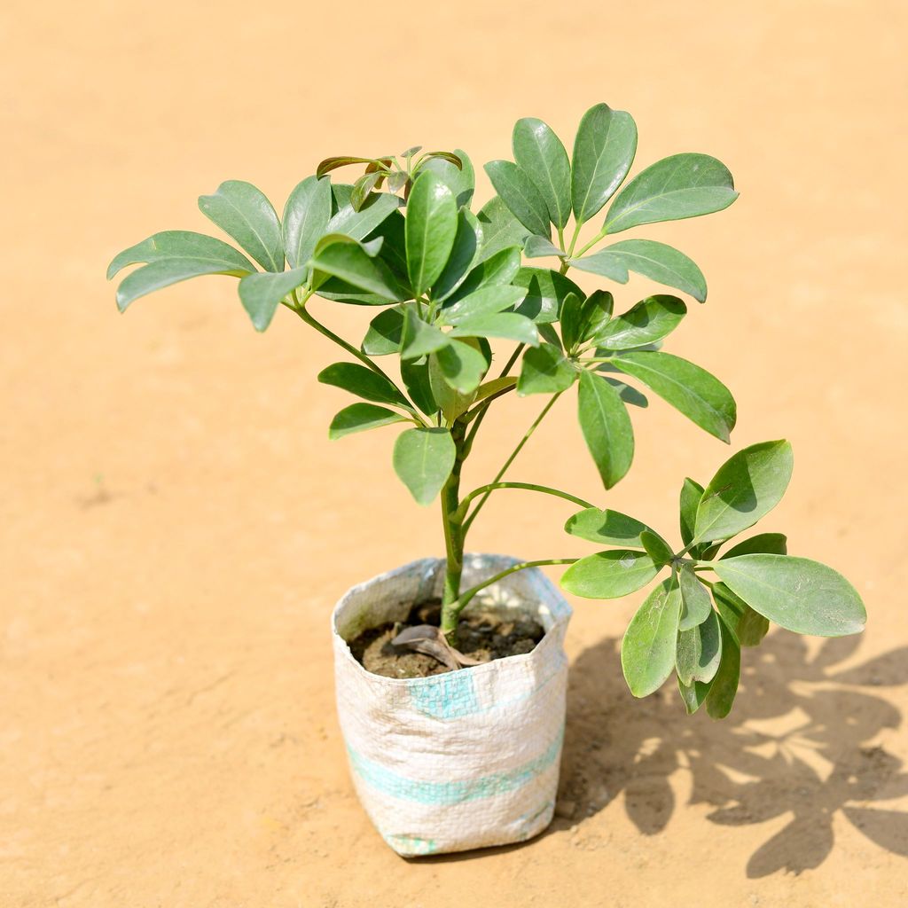 Schefflera Green in 5 Inch Nursery Bag Schefflera Green in 5 Inch Nursery Bag