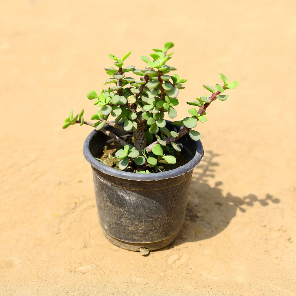 Lucky Jade Plant in 4 inch Nursery Pot - Valid for one Hour