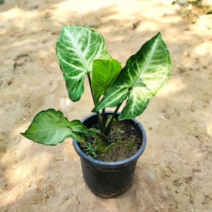 Air Purifying Syngonium Green in 3.5 Inch Nursery Pot
