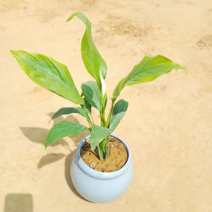 Peace Lily in 7 inch White Matki Designer Ceramic Pot (any design)