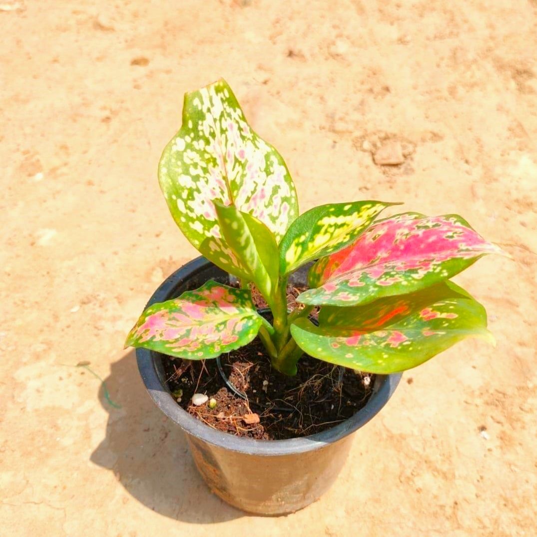 Aglaonema Pink Dalmatian in 4 Inch Nursery Pot