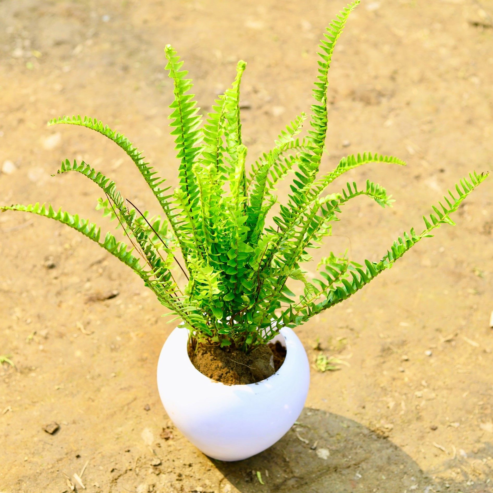 Fern Green in 5 Inch Classy White Apple Plastic Pot