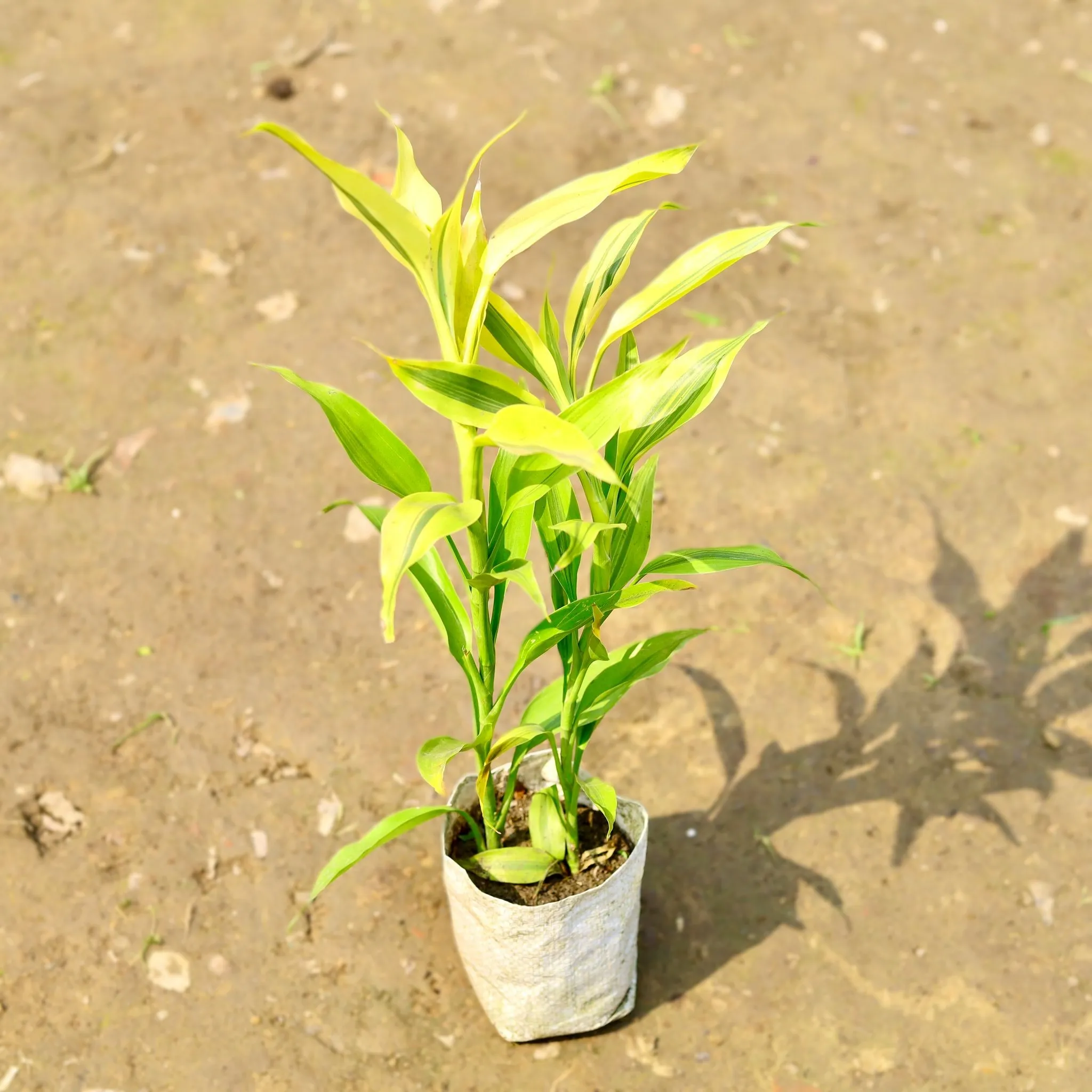Golden Lucky Bamboo in 4 Inch Nursery Bag