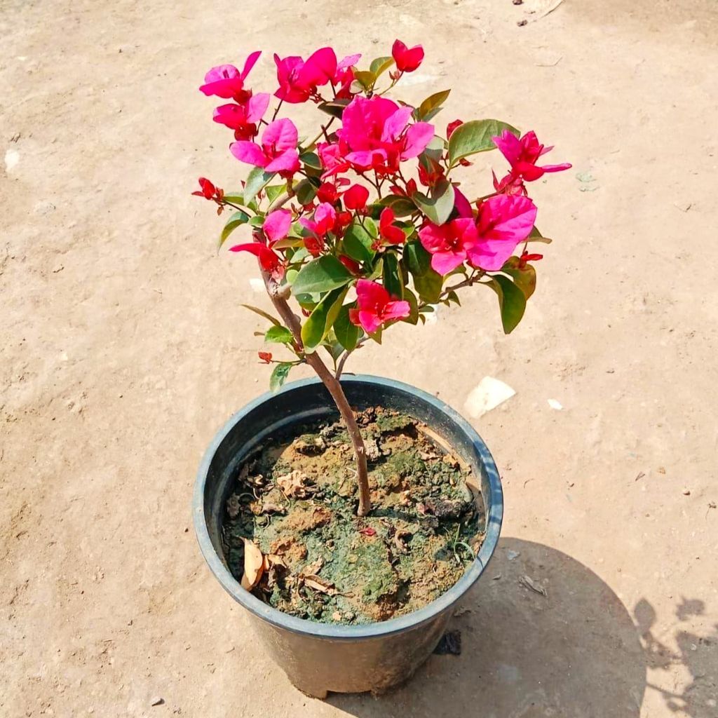 Bougainvillea (Any Colour) In 8 Inch Nursery Pot