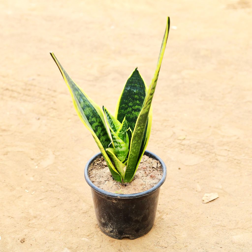 Snake Golden in 6 Inch Nursery Pot Snake Golden in 6 Inch Nursery Pot
