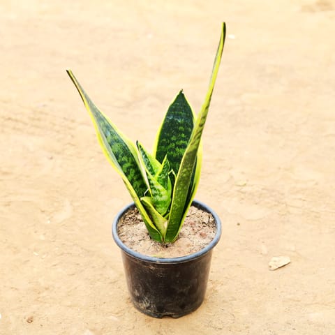 Snake Golden in 6 Inch Nursery Pot