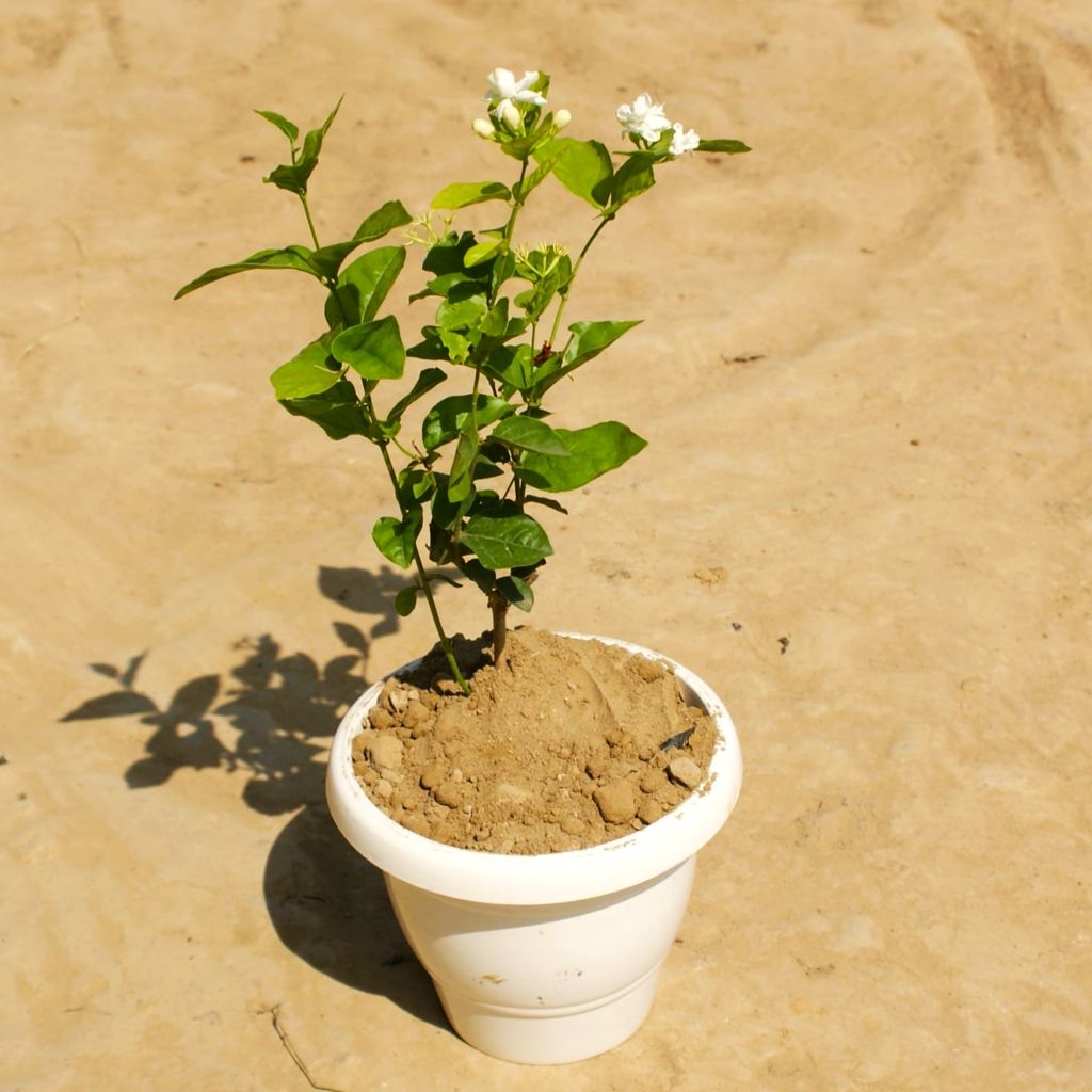 Mogra White in 8 Inch Classy White Plastic Pot