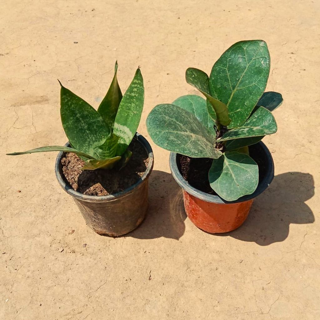 Set of 2 - Fiddle Leaf & Snake Plant in 3 Inch Nursery Pot Set of 2 - Fiddle Leaf & Snake Plant in 3 Inch Nursery Pot