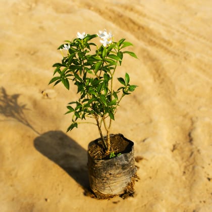 Chandni Dwarf (Any Colour) in 4 Inch Nursery Bag