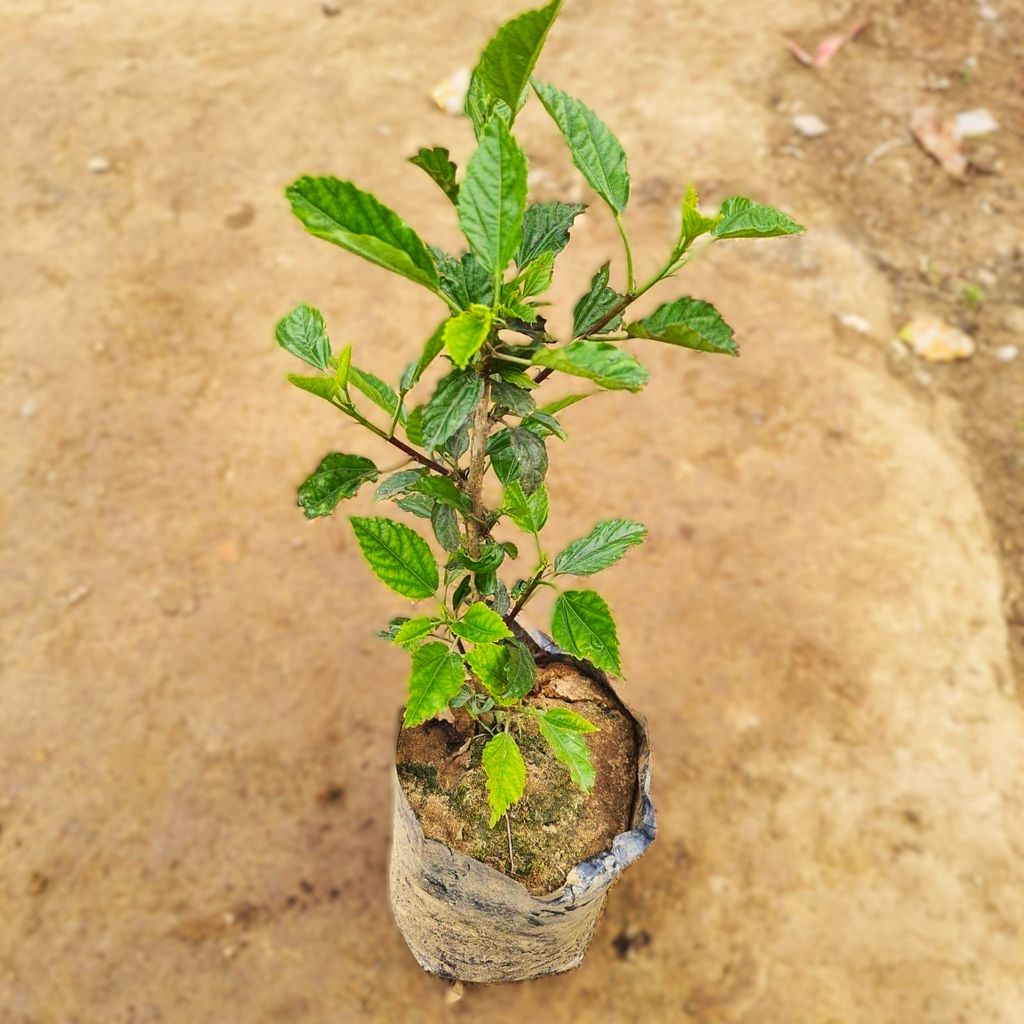 Hibiscus / Gudhal (Any Colour) in 6 Inch Nursery Bag Hibiscus / Gudhal (Any Colour) in 6 Inch Nursery Bag
