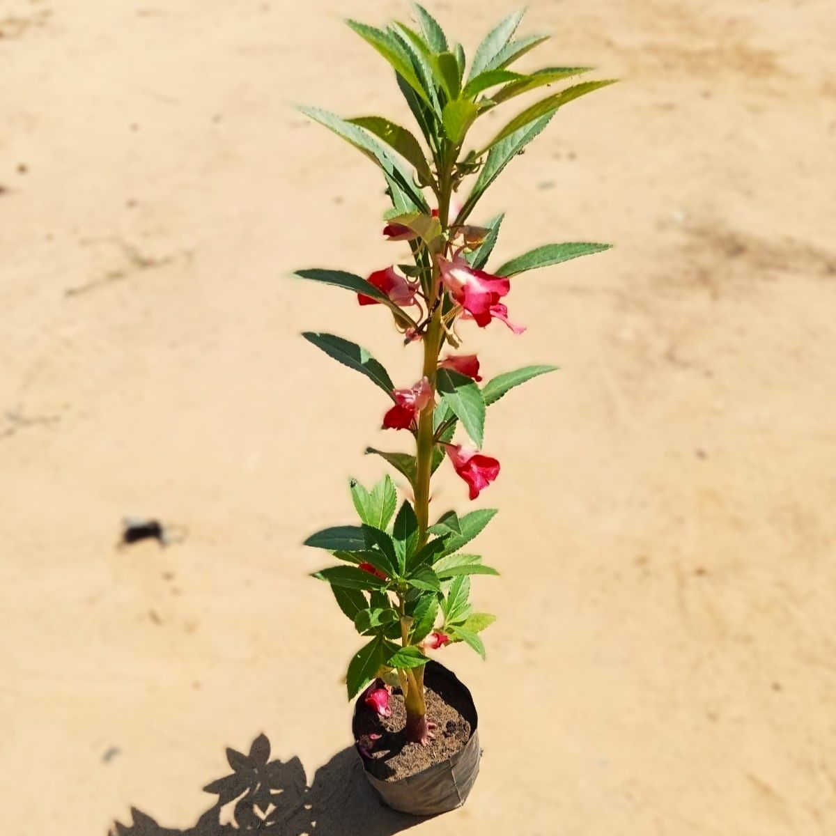 Impatients Balsamina (any colour) in 4 Inch Nursery Bag