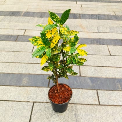 Buy Baby Croton in 5 Inch Nursery Pot Online | Urvann.com
