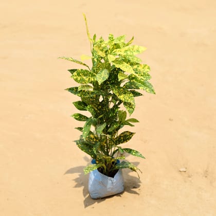 Buy Baby Croton (~ 1 Ft) in 4 Inch Nursery Bag Online | Urvann.com