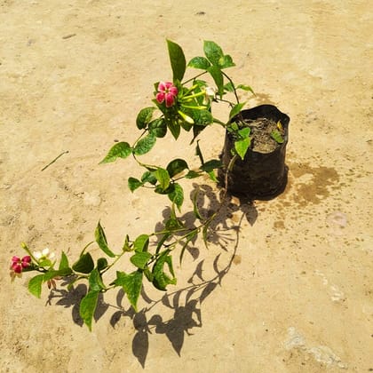 Madhumalti / Rangoon Creeper (any colour) in 4 Inch Nursery Bag