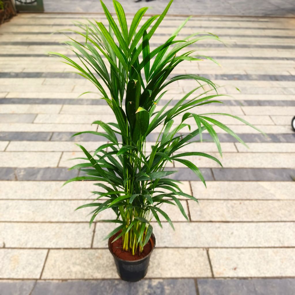 Areca Palm (~ 2 Ft) in 6 Inch Nursery Pot
