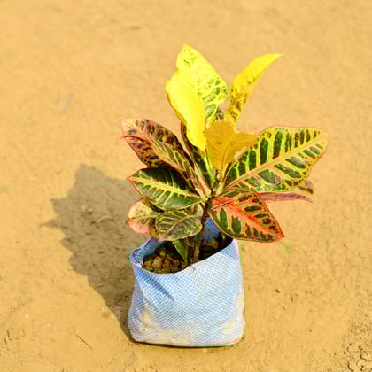 Buy Croton Petra in 7 Inch Nursery Bag Online | Urvann.com