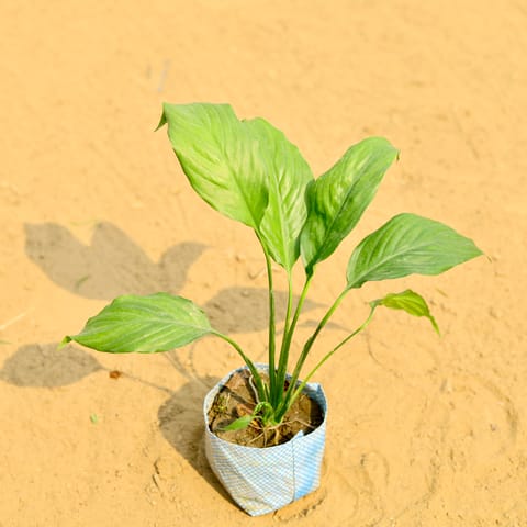 Peace Lily in 4 Inch Nursery Bag