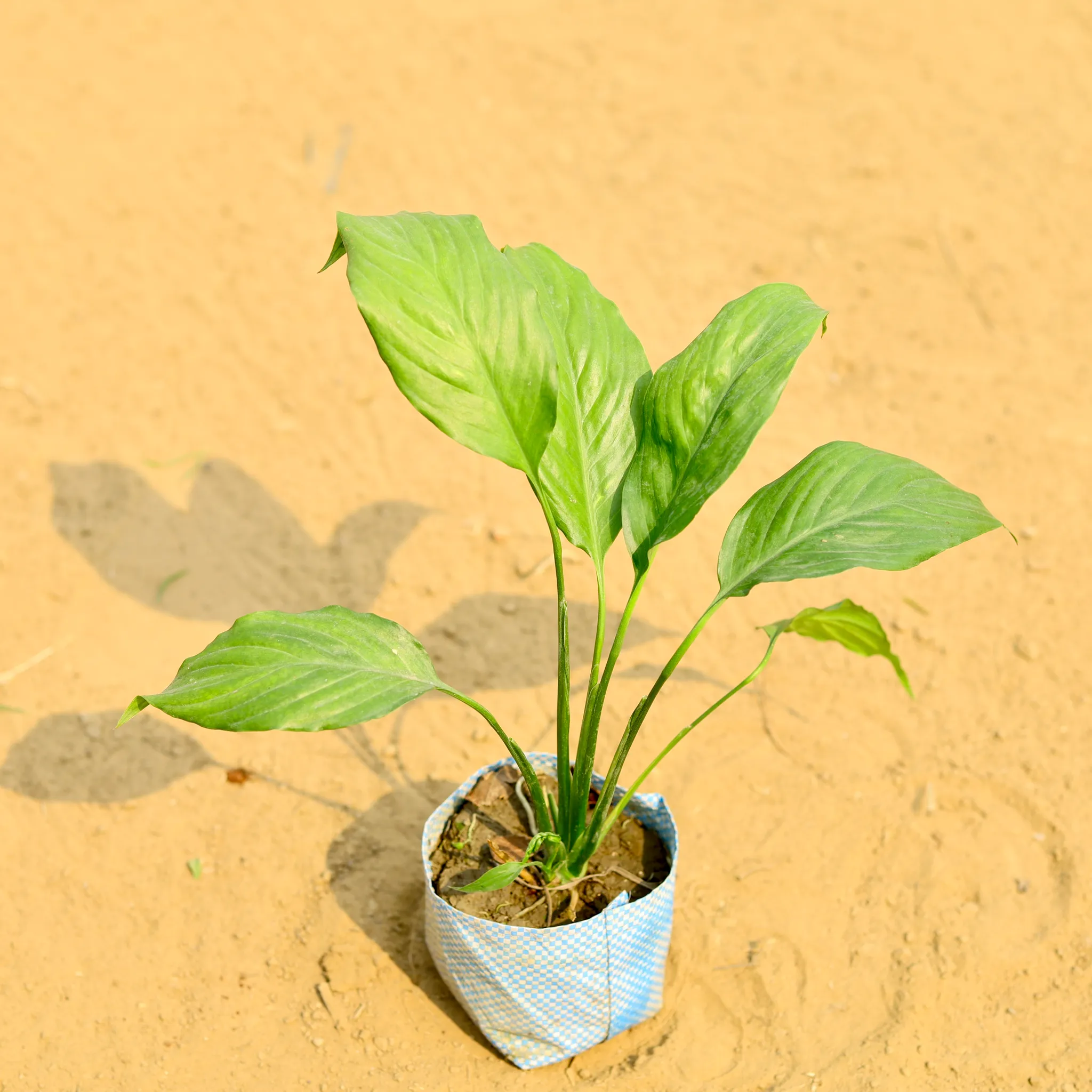 Peace Lily in 4 Inch Nursery Bag