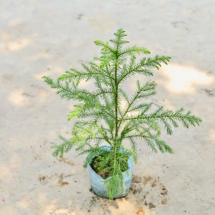 Buy Araucaria /  Christmas Tree (~ 2 Ft) in 4 Inch Nursery Bag Online | Urvann.com