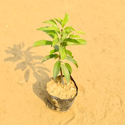 Buy Chikoo / Sapodilla in 5 Inch Nursery Bag Online | Urvann.com