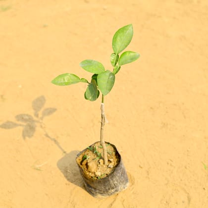 Buy Mosambi Plant in 5 Inch Nursery Bag Online | Urvann.com