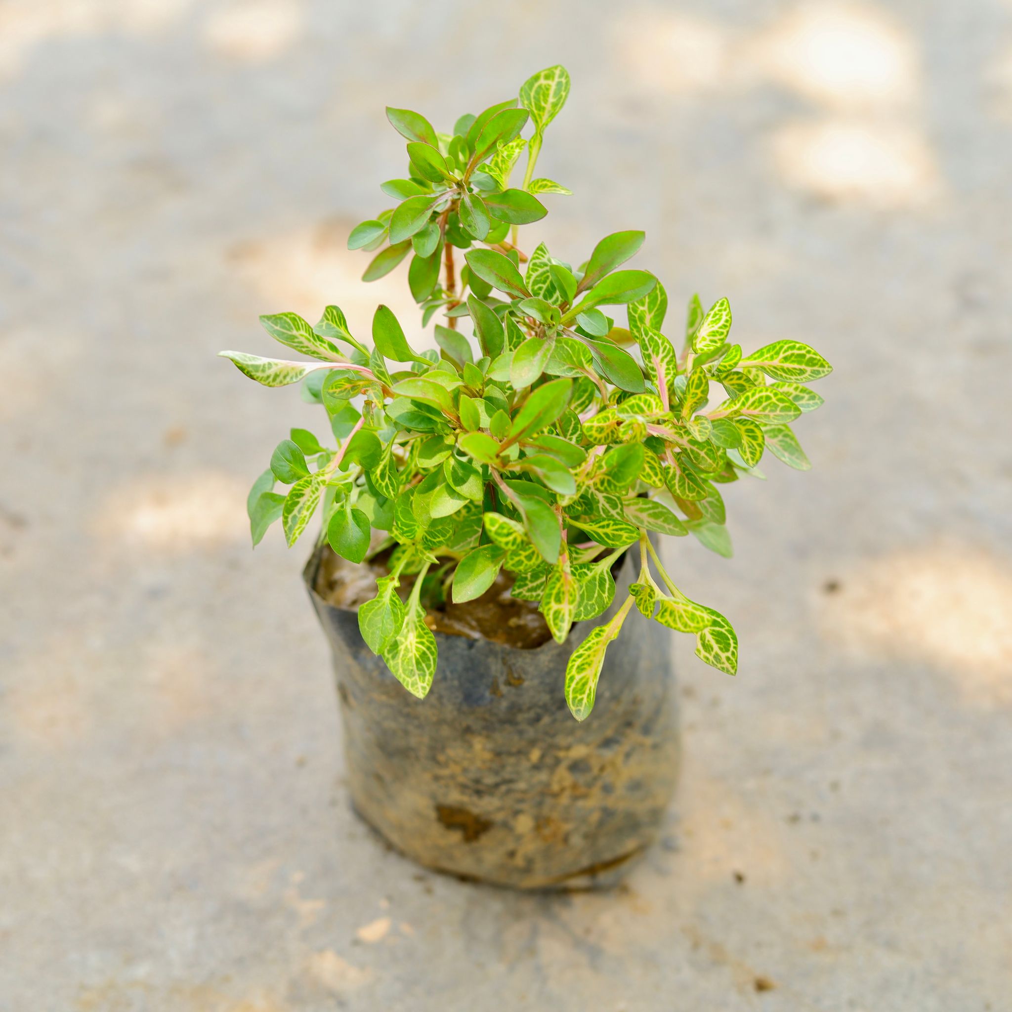 Alternanthera Green in 4 Inch Nursery Bag
