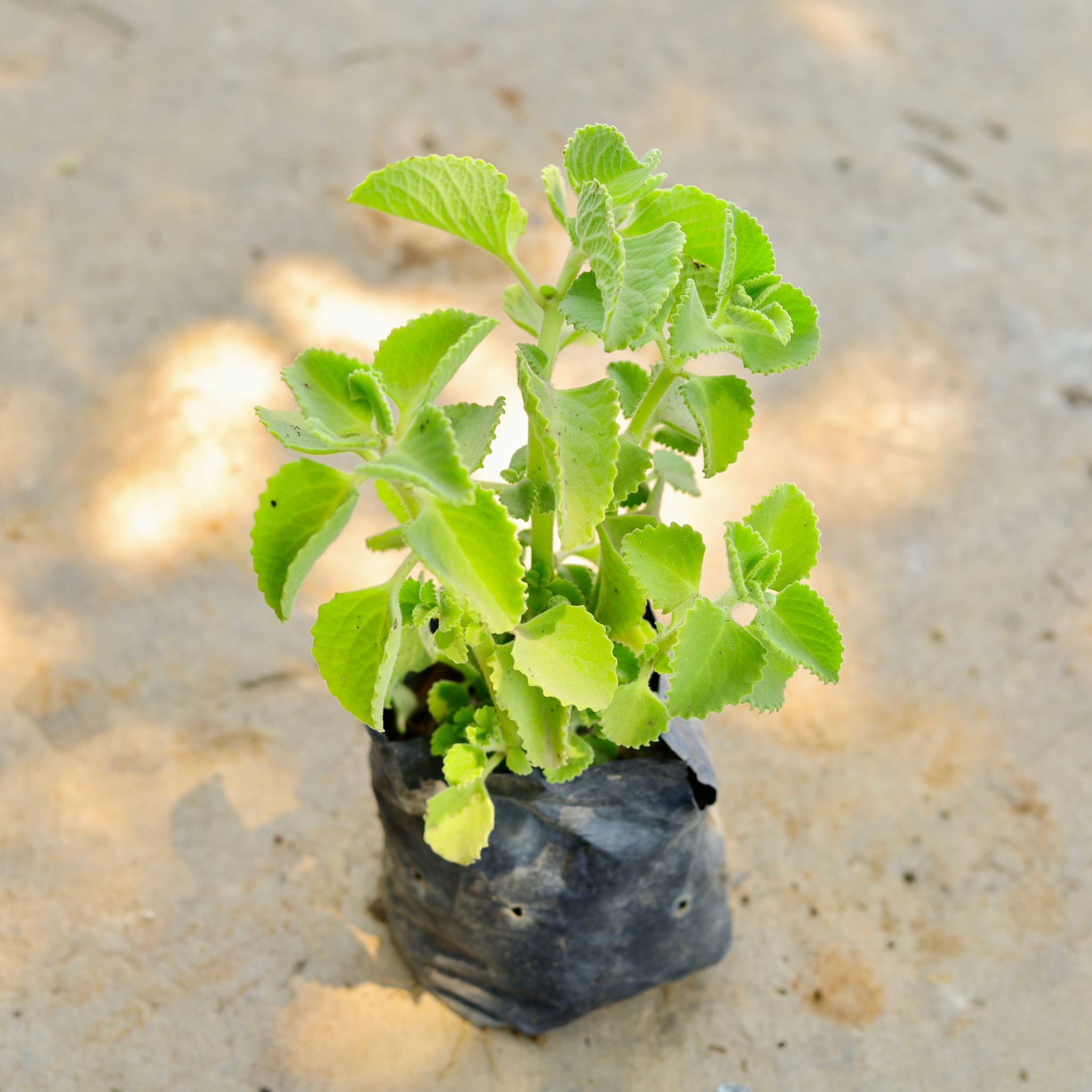 Ajwain in 4 Inch Nursery Bag