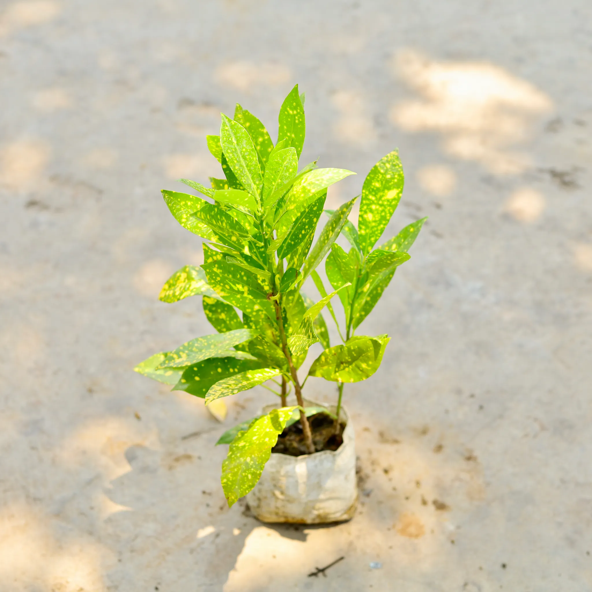 Baby Croton in 4 Inch Nursery Bag