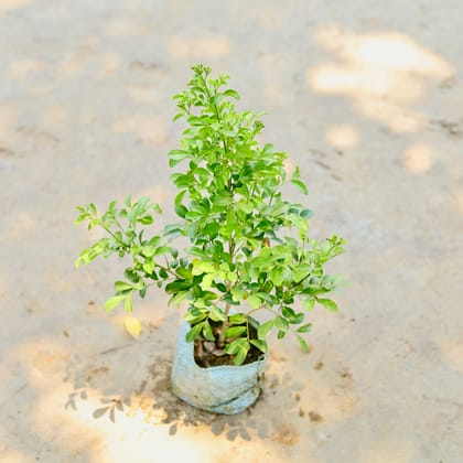 Buy Madhu Kamini (any colour) in 4 Inch Nursery Bag Online | Urvann.com