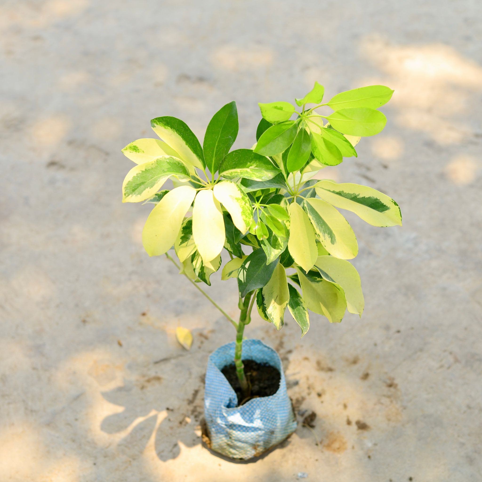 Schefflera Brassia in 4 Inch Nursery Bag