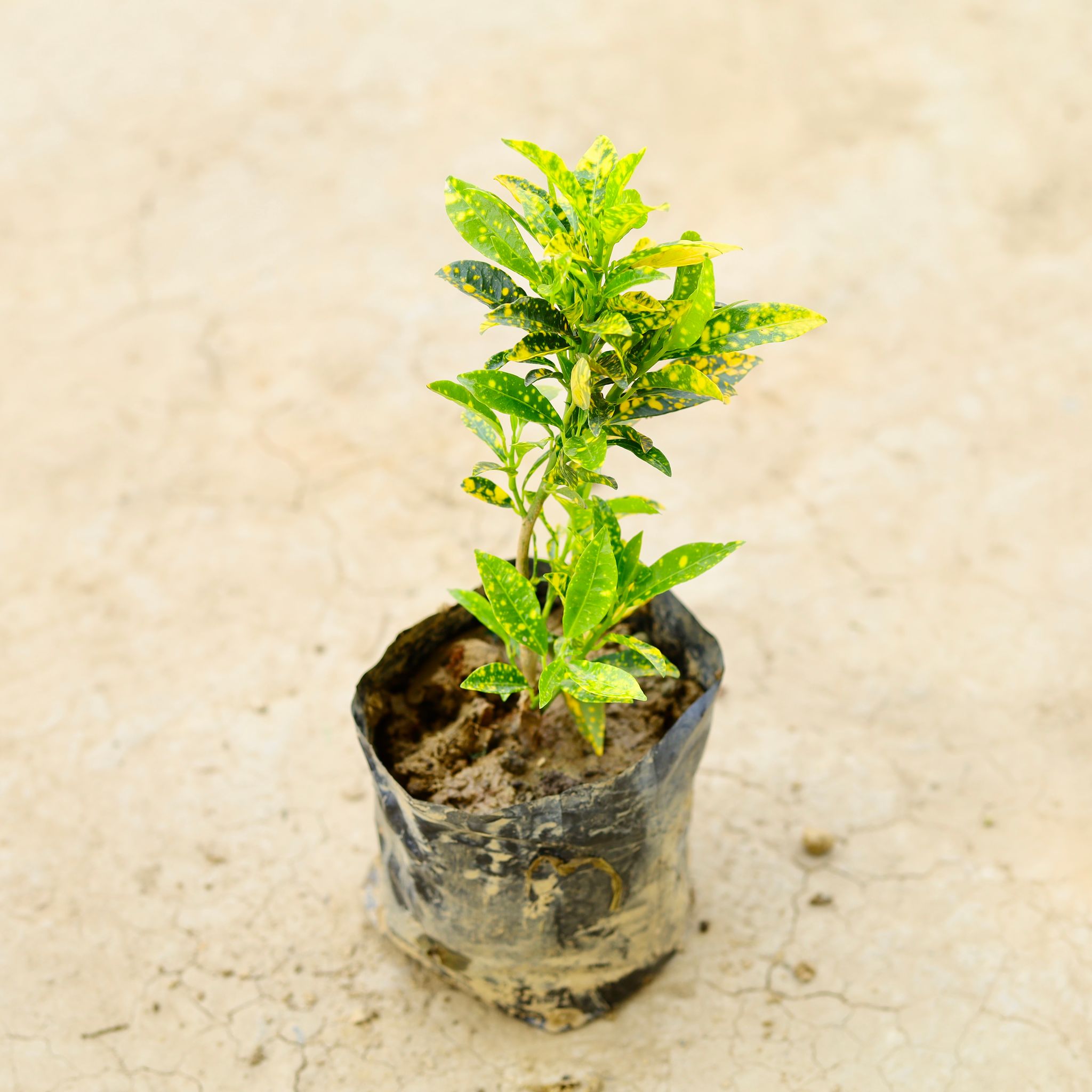 Baby Croton in 5 Inch Nursery Bag