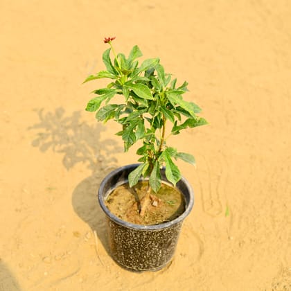 Buy Jatropha / Sunder Rupa Dwarf (any colour)  in 6 Inch Nursery Pot Online | Urvann.com