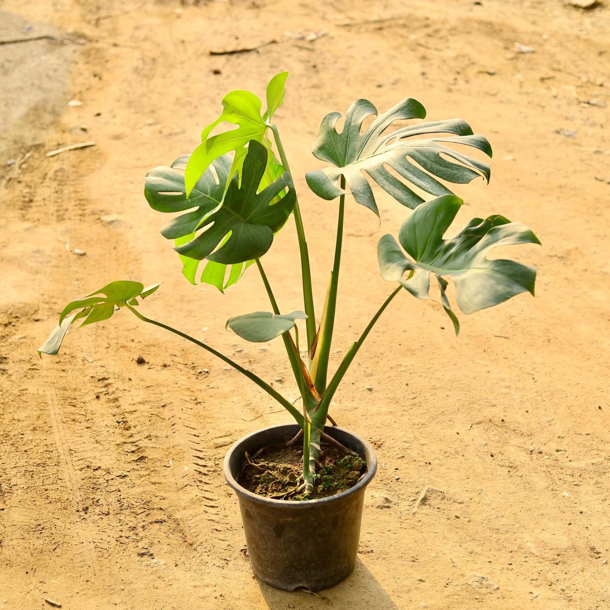 Monstera Big Leaf in 10 Inch Nursery Pot