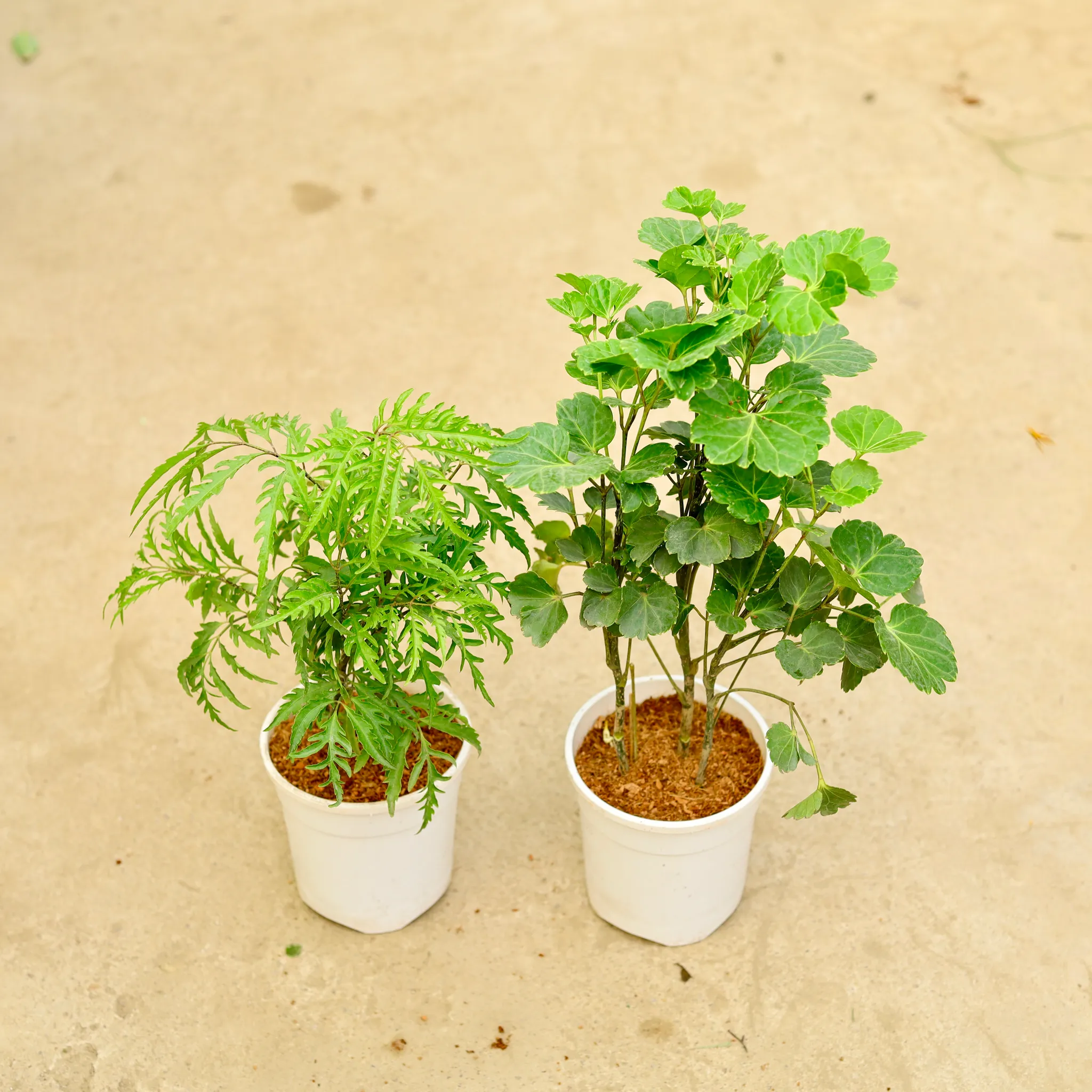 Set of 2 - Aralia - Neem & apple leaf in 5 Inch White Nursery Pot