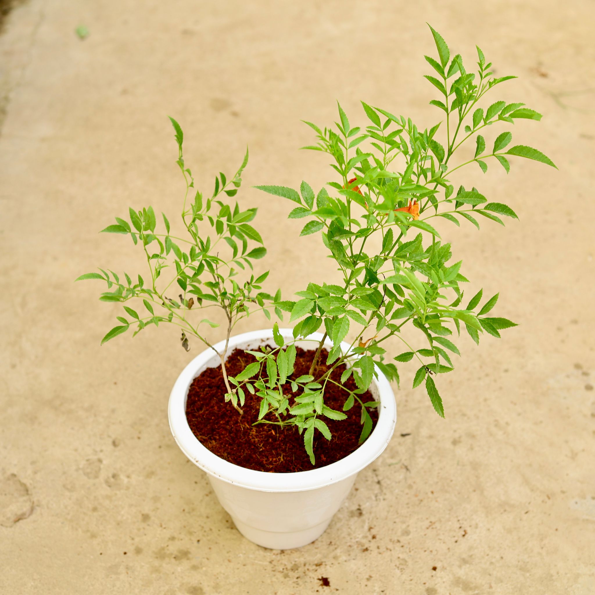 Tecoma Orange in 10 Inch White Classy Plastic Pot