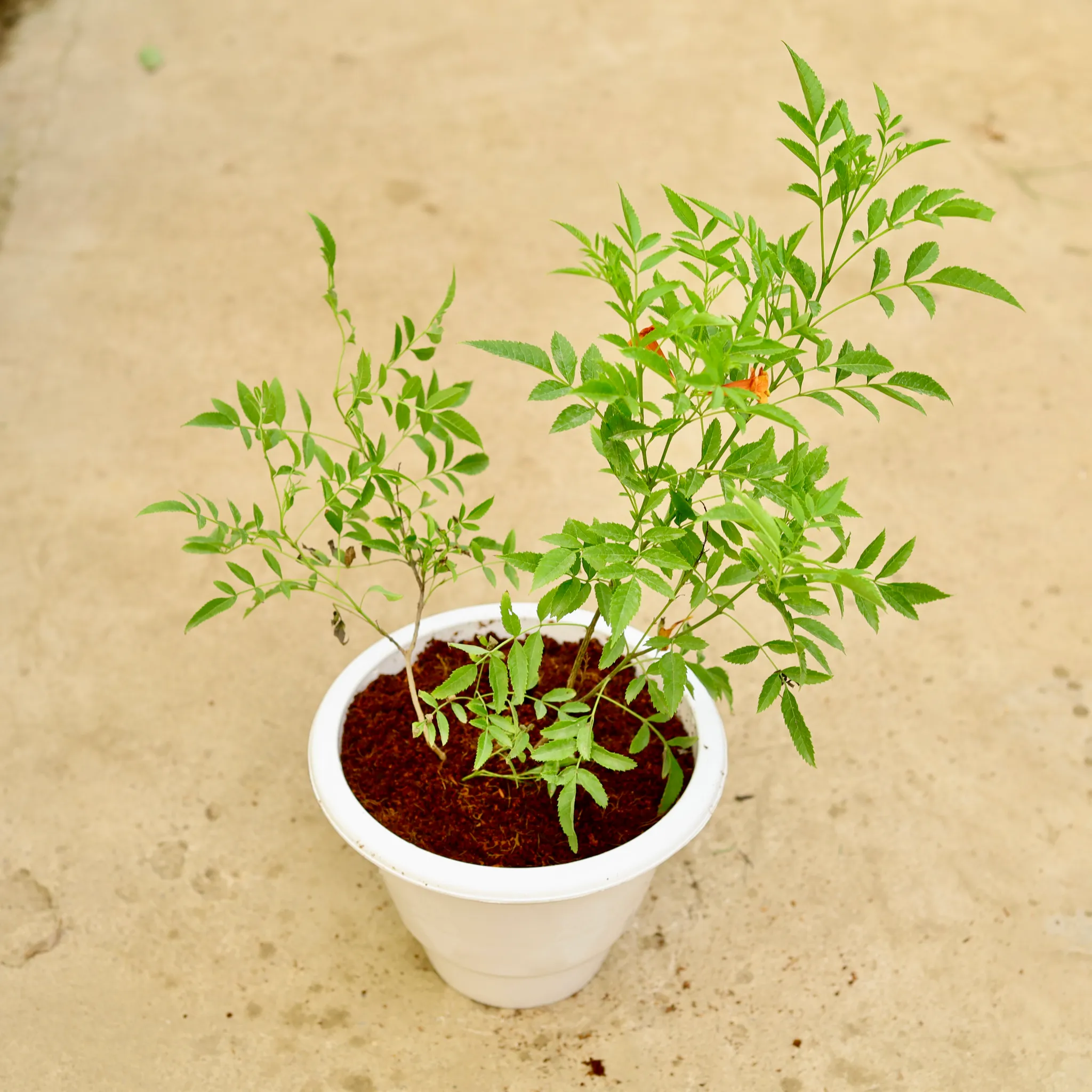 Tecoma Orange in 10 Inch White Classy Plastic Pot