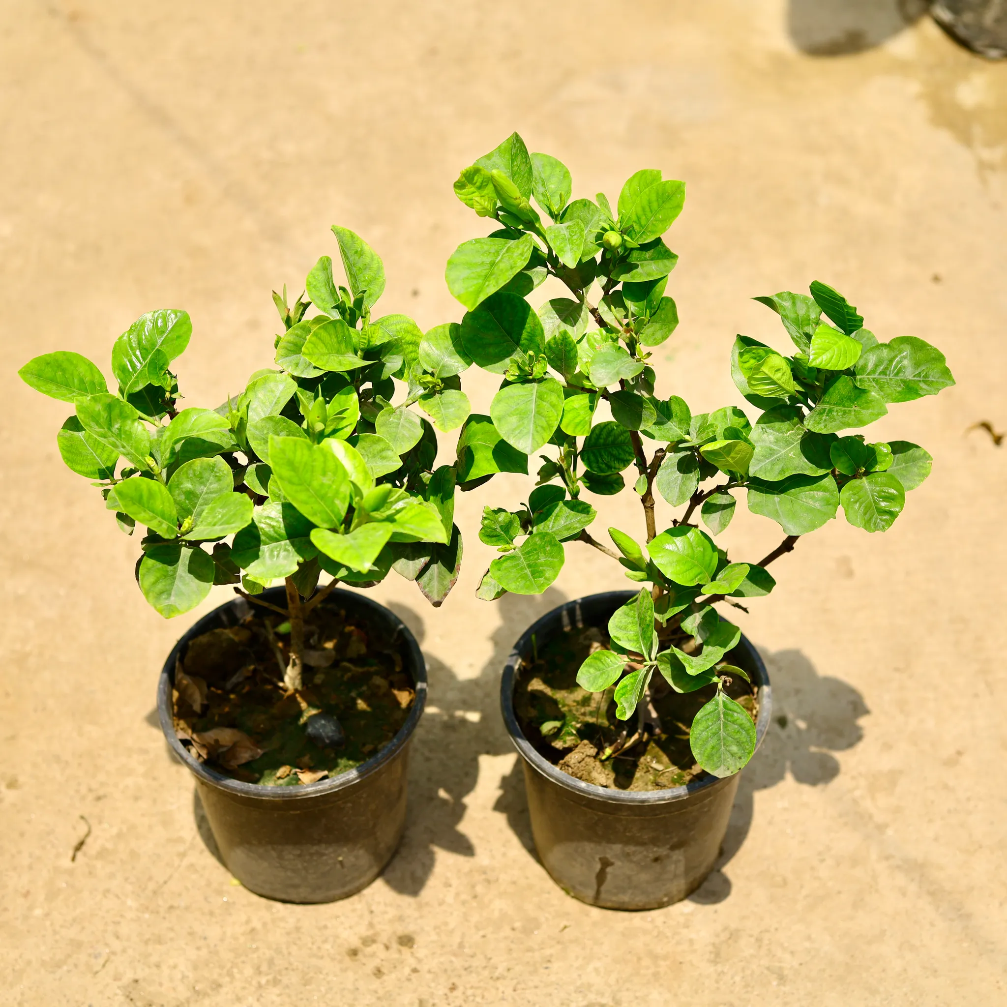 Set of 2 - Gardenia / Gardenia in 6 Inch Nursery Pot