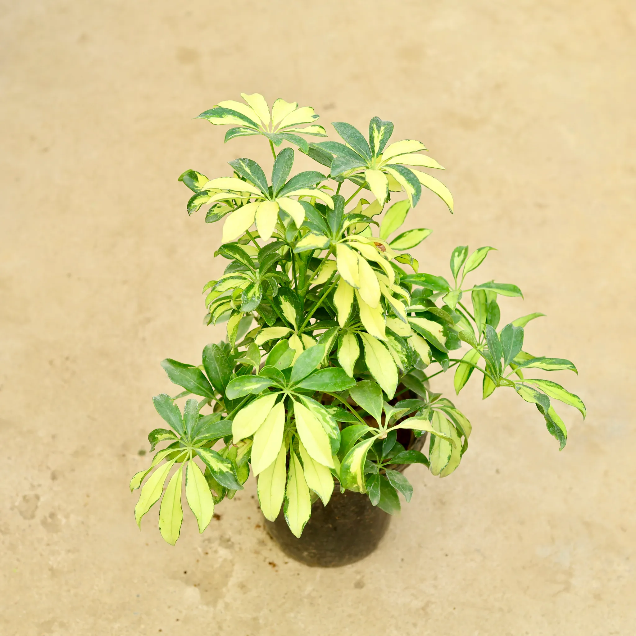 Schefflera Vareigated (Pune Variety) in 8 Inch Nursery Pot