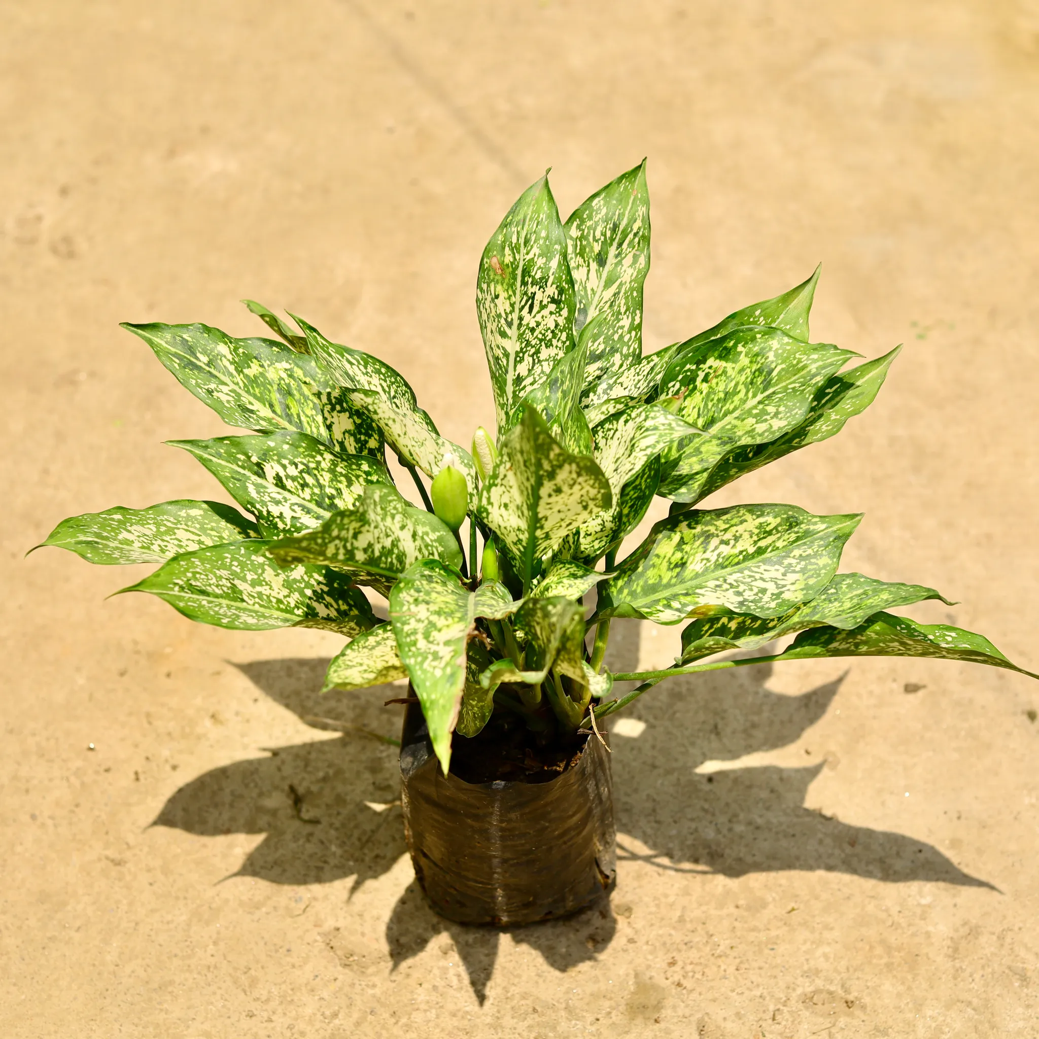 Aglaonema snow white in 8 Inch Nursery Bag
