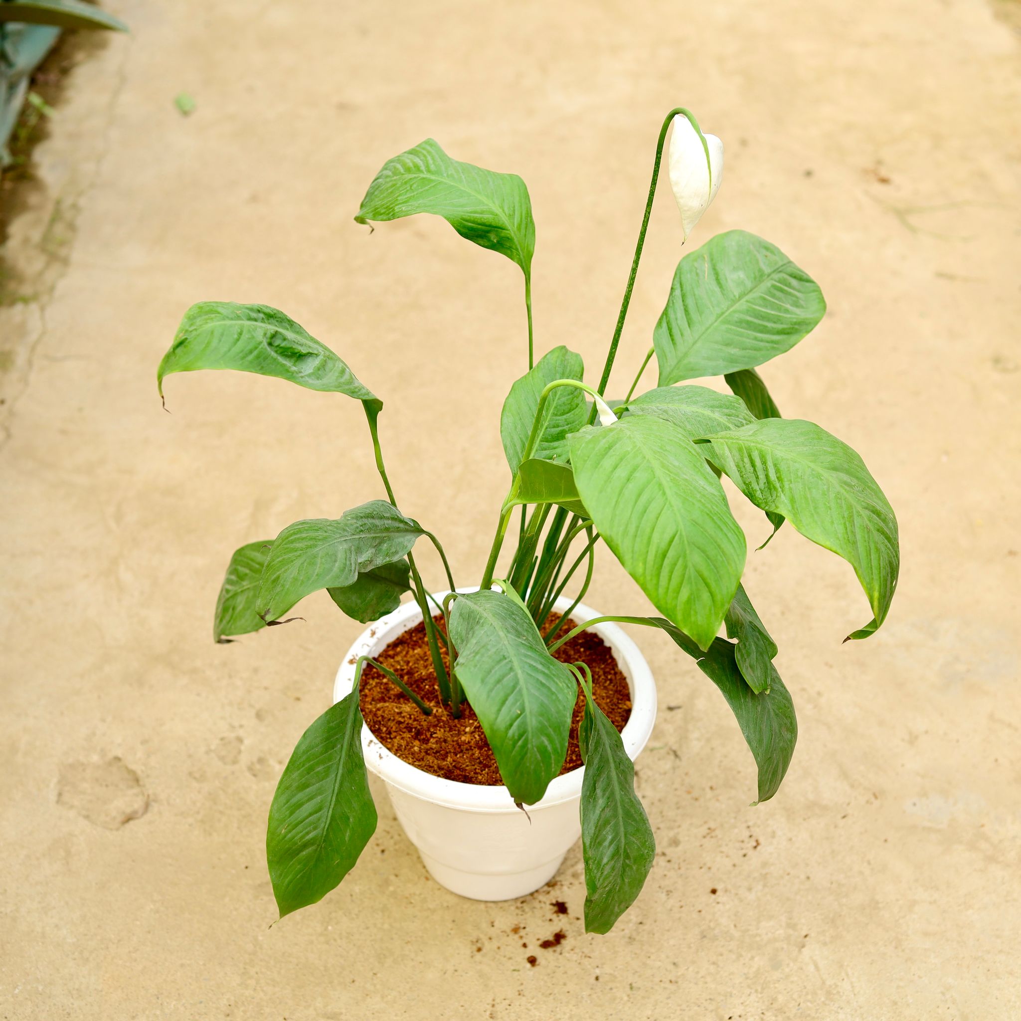 Peace Lily (any colour) in 10 Inch White Classy Plastic Pot