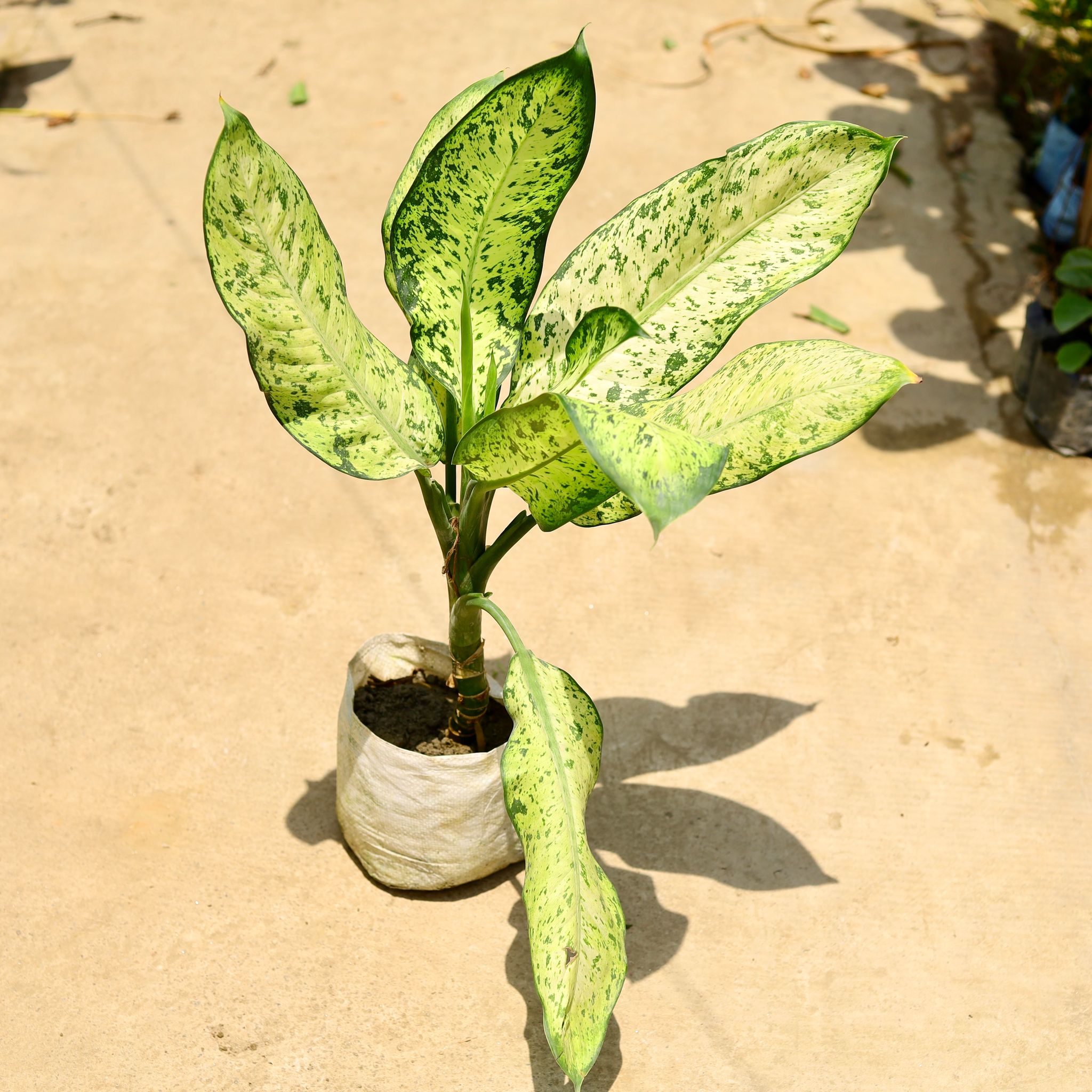 Aglaonema Pinky in 8 Inch Nursery Bag